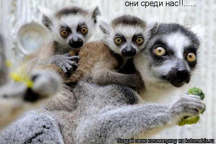 они среди нас!!......... Котоматрица: они среди нас!!......