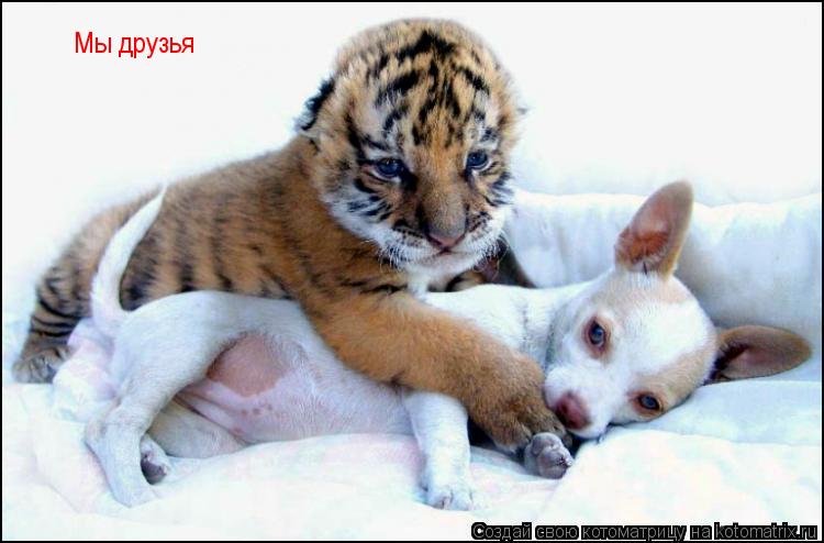 Мы друзья... Котоматрица: Мы друзья
