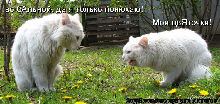 Мои цвЯточки! во бАльной, да я только понюхаю!... Котоматрица: Мои цвЯточки! во бАльной, да я только понюхаю!