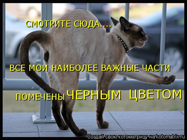 СМОТРИТЕ СЮДА.... ВСЕ МОИ НАИБОЛЕЕ ВАЖНЫЕ ЧАСТИ ПОМЕЧЕНЫ ЧЕРНЫМ ЦВЕТОМ... Котоматрица: СМОТРИТЕ СЮДА.... ВСЕ МОИ НАИБОЛЕЕ ВАЖНЫЕ ЧАСТИ ПОМЕЧЕНЫ ЧЕРНЫМ ЦВЕТОМ