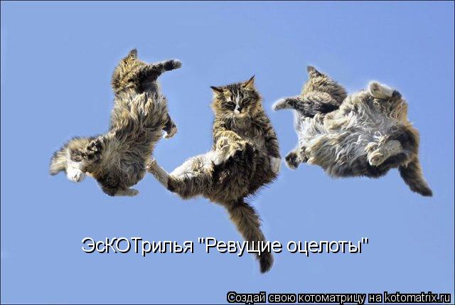 ЭсКОТрилья "Ревущие оцелоты"... Котоматрица: ЭсКОТрилья "Ревущие оцелоты"