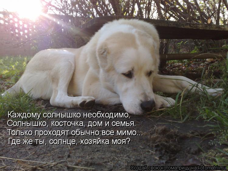 Каждому солнышко необходимо, Солнышко, косточка, дом и семья. Только проходят обычно все мимо... Где ... Котоматрица: Каждому солнышко необходимо, Солнышко, косточка, дом и семья. Только проходят обычно все мимо... Где же ты, солнце, хозяйка моя?