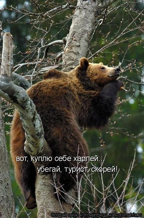 вот, куплю себе харлей... убегай, турист, скорей!... Котоматрица: вот, куплю себе харлей... убегай, турист, скорей!