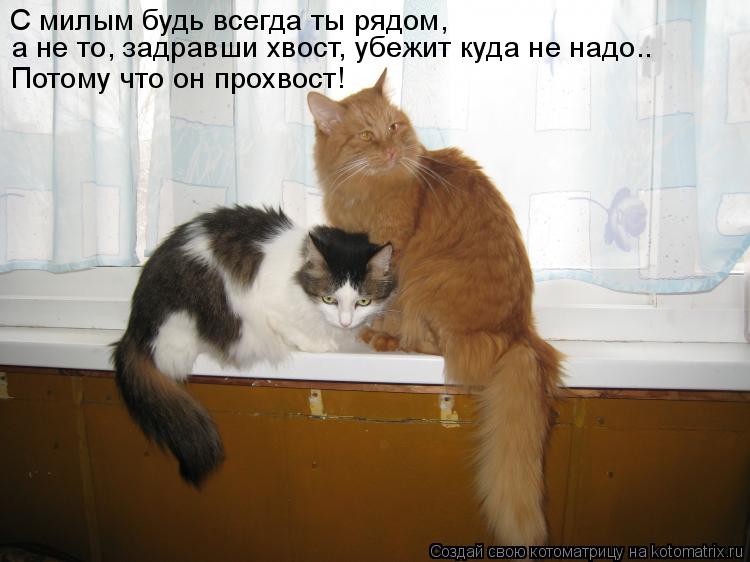 С милым будь всегда ты рядом, а не то, задравши хвост, убежит куда не надо.. Потому что он прохвост!... Котоматрица: С милым будь всегда ты рядом, а не то, задравши хвост, убежит куда не надо.. Потому что он прохвост!