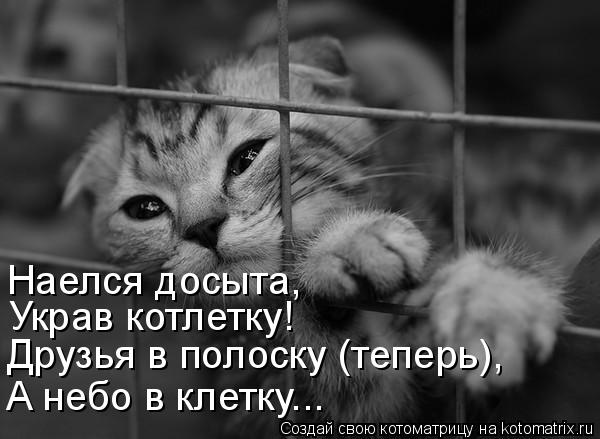 Наелся досыта, Украв котлетку! Друзья в полоску (теперь), А небо в клетку...... Котоматрица: Наелся досыта, Украв котлетку! Друзья в полоску (теперь), А небо в клетку...