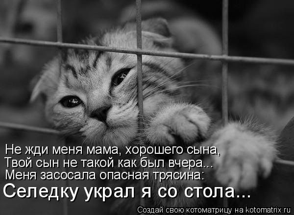 Не жди меня мама, хорошего сына, Твой сын не такой как был вчера... Меня засосала опасная трясина: Се... Котоматрица: Не жди меня мама, хорошего сына, Твой сын не такой как был вчера... Меня засосала опасная трясина: Селедку украл я со стола...