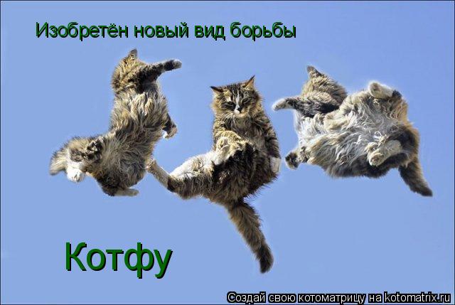 Изобретён новый вид борьбы Котфу... Котоматрица: Изобретён новый вид борьбы Котфу