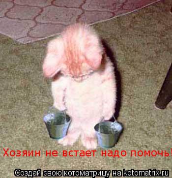 Хозяин не встает надо помочь!... Котоматрица: Хозяин не встает надо помочь!