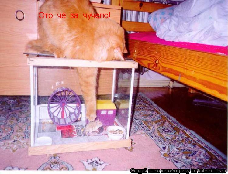 Это чё за чучело!... Котоматрица: Это чё за чучело!