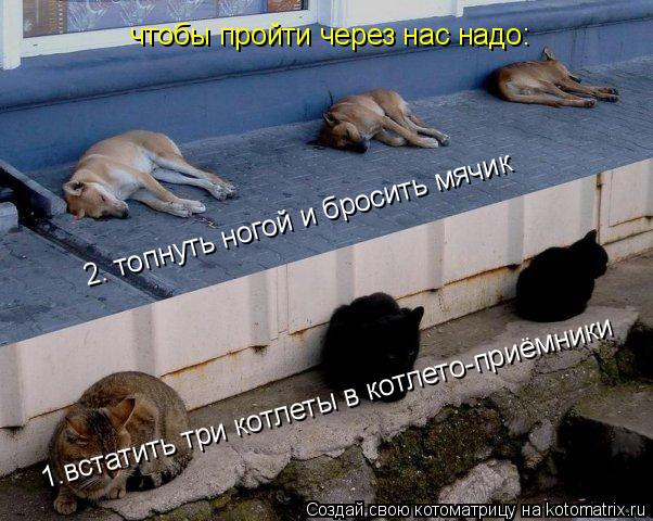 чтобы пройти через нас надо: 1.встатить три котлеты в котлето-приёмники 2. топнуть ногой и бросить мя... Котоматрица: чтобы пройти через нас надо: 1.встатить три котлеты в котлето-приёмники 2. топнуть ногой и бросить мячик