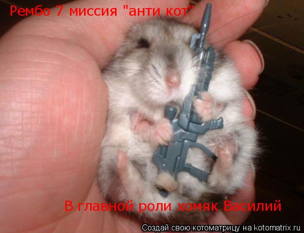 Рембо 7 миссия "анти кот" В главной роли хомяк Василий... Котоматрица: Рембо 7 миссия "анти кот" В главной роли хомяк Василий