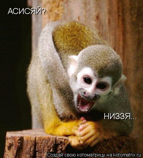 АСИСЯЙ? НИЗЗЯ...... Котоматрица: АСИСЯЙ? НИЗЗЯ...