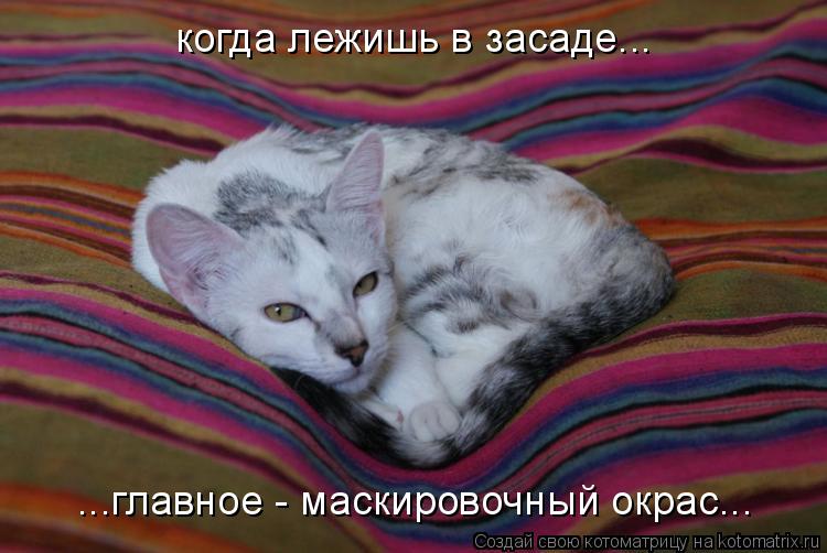 когда лежишь в засаде... ...главное - маскировочный окрас...... Котоматрица: когда лежишь в засаде... ...главное - маскировочный окрас...