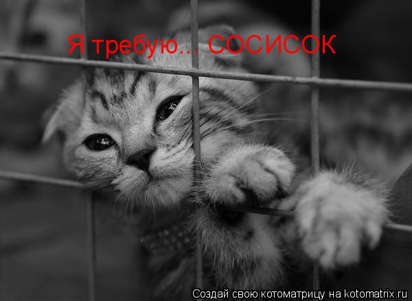 Я требую... СОСИСОК... Котоматрица: Я требую... СОСИСОК