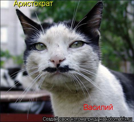 Аристократ Василий... Котоматрица: Аристократ Василий