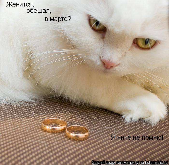 Женится, обещал, в марте? Я ничё не помню!... Котоматрица: Женится, обещал, в марте? Я ничё не помню!