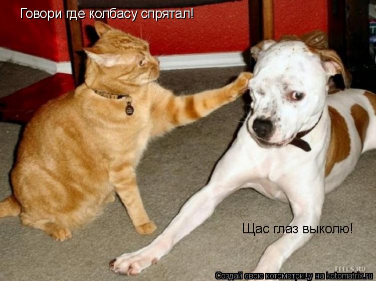 Говори где колбасу спрятал! Щас глаз выколю!... Котоматрица: Говори где колбасу спрятал! Щас глаз выколю!