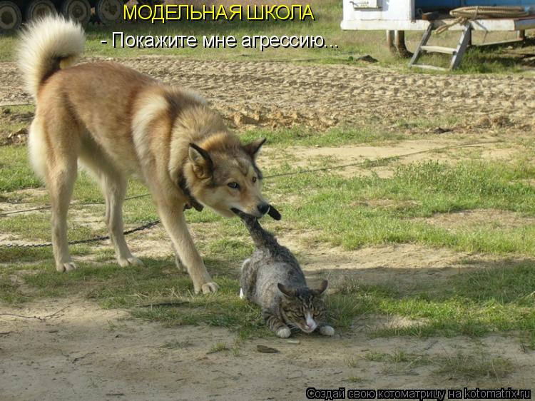 МОДЕЛЬНАЯ ШКОЛА - Покажите мне агрессию...... Котоматрица: МОДЕЛЬНАЯ ШКОЛА - Покажите мне агрессию...