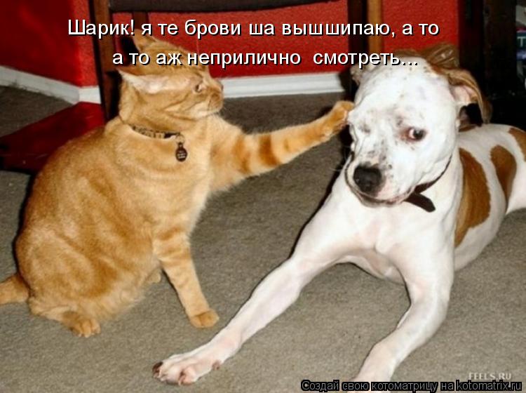 Шарик! я те брови ша вышшипаю, а то а то аж неприлично смотреть...... Котоматрица: Шарик! я те брови ша вышшипаю, а то а то аж неприлично смотреть...