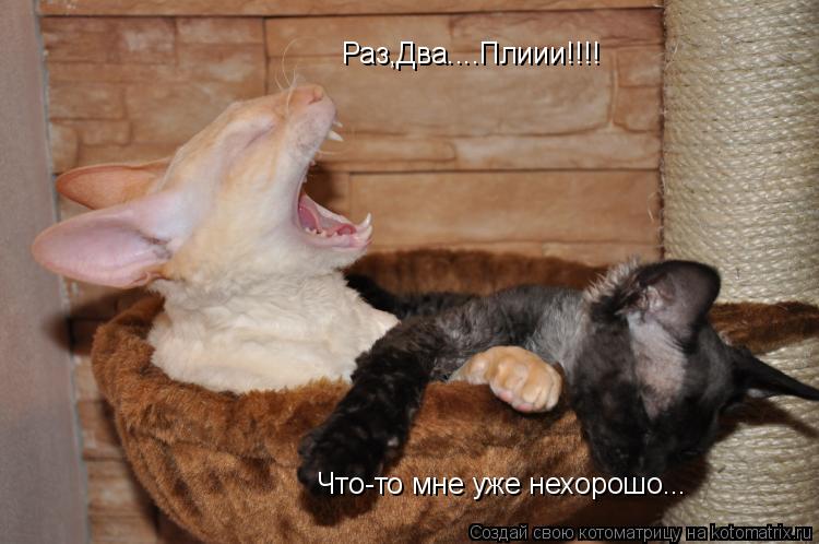 Раз,Два....Плиии!!!! Что-то мне уже нехорошо...... Котоматрица: Раз,Два....Плиии!!!! Что-то мне уже нехорошо...