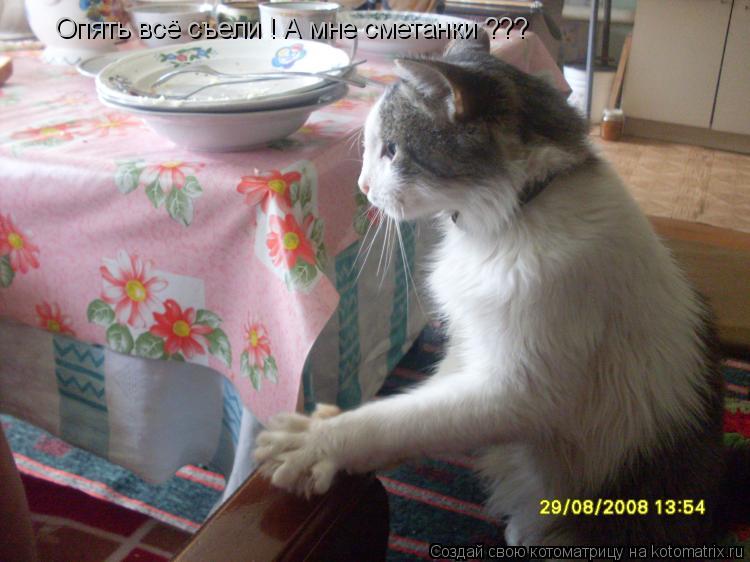 Опять всё съели ! А мне сметанки ???... Котоматрица: Опять всё съели ! А мне сметанки ???