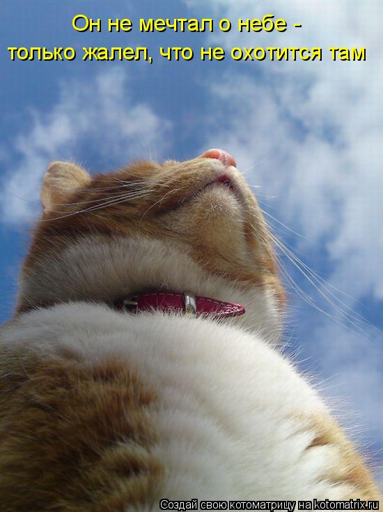 только жалел, что не охотится там Он не мечтал о небе -... Котоматрица: только жалел, что не охотится там Он не мечтал о небе -