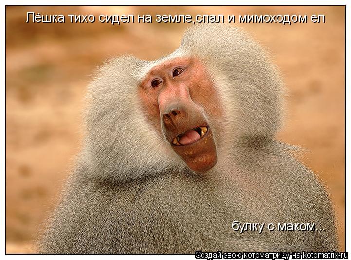 Лёшка тихо сидел на земле,спал и мимоходом ел булку с маком...... Котоматрица: Лёшка тихо сидел на земле,спал и мимоходом ел булку с маком...