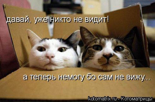 давай, уже никто не видит! а теперь немогу бо сам не вижу...... Котоматрица: давай, уже никто не видит! а теперь немогу бо сам не вижу...