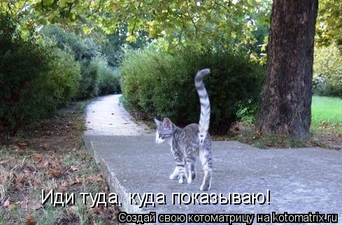 Иди туда, куда показываю!... Котоматрица: Иди туда, куда показываю!