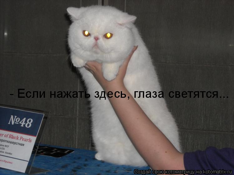 - Если нажать здесь, глаза светятся...... Котоматрица: - Если нажать здесь, глаза светятся...