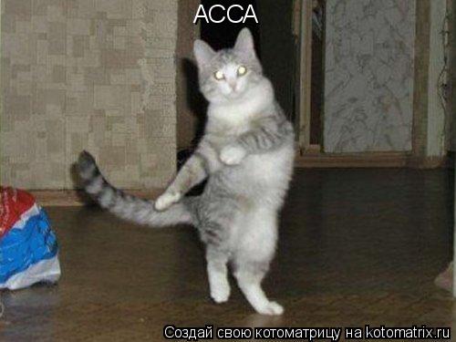 АССА... Котоматрица: АССА