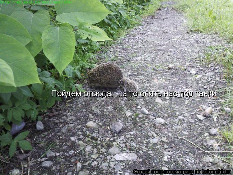 Пойдем отсюда.....а то опять нас под танки... Котоматрица: Пойдем отсюда.....а то опять нас под танки
