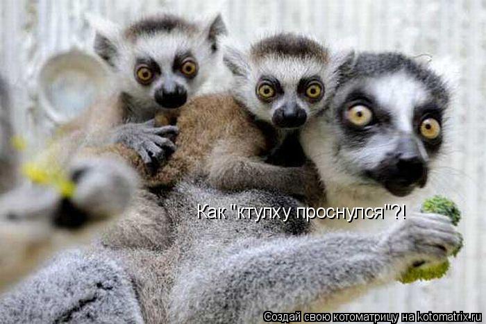 Как "ктулху проснулся"?!... Котоматрица: Как "ктулху проснулся"?!