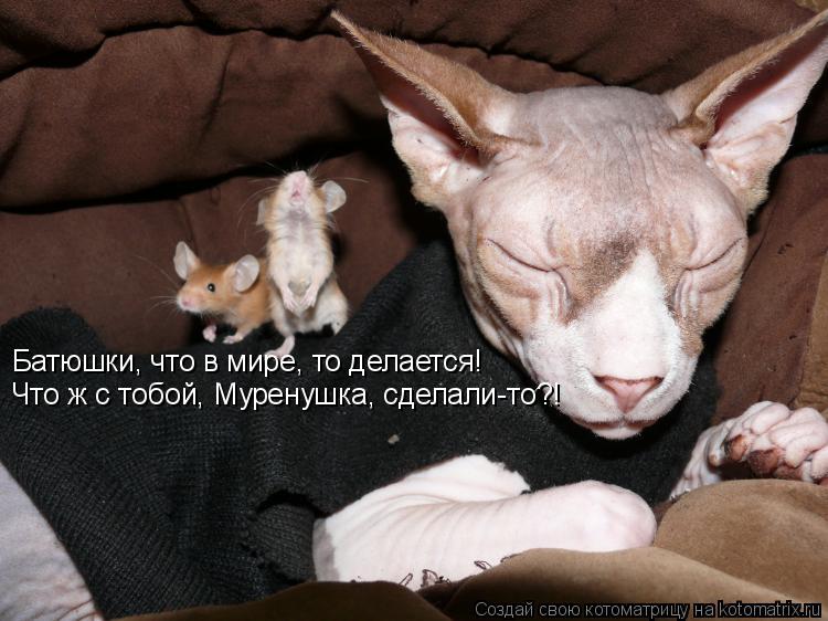 Батюшки, что в мире, то делается! Что ж с тобой, Муренушка, сделали-то?!... Котоматрица: Батюшки, что в мире, то делается! Что ж с тобой, Муренушка, сделали-то?!