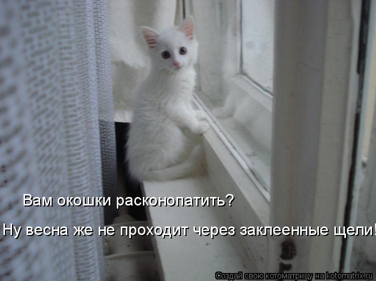 Вам окошки расконопатить? Ну весна же не проходит через заклеенные щели!... Котоматрица: Вам окошки расконопатить? Ну весна же не проходит через заклеенные щели!