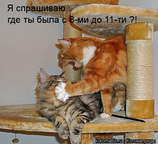 Я спрашиваю : где ты была с 8-ми до 11-ти ?!... Котоматрица: Я спрашиваю : где ты была с 8-ми до 11-ти ?!