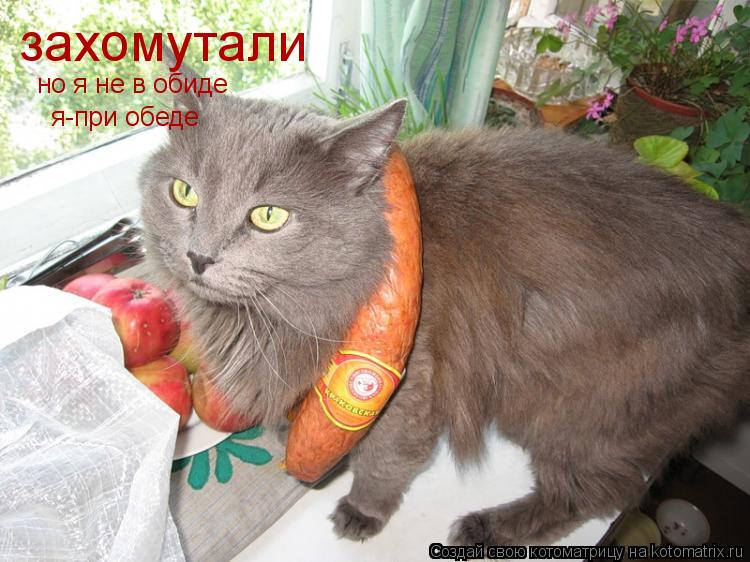 захомутали но я не в обиде я-при обеде... Котоматрица: захомутали но я не в обиде я-при обеде