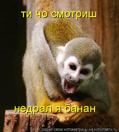 Котоматрица: ти чо смотриш недрал я банан