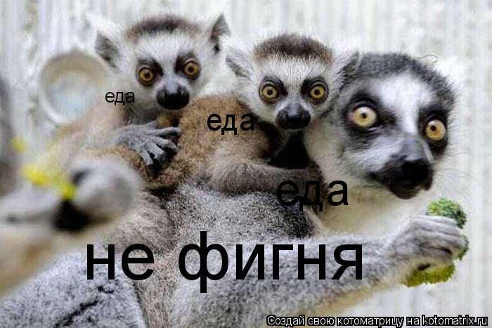 Котоматрица: еда еда еда не фигня