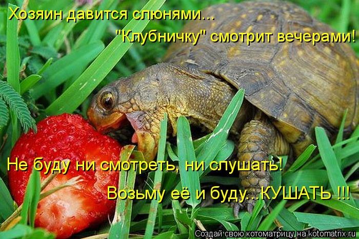 Хозяин давится слюнями... "Клубничку" смотрит вечерами! Не буду ни смотреть, ни слушать! Возьму её и ... Котоматрица: Хозяин давится слюнями... "Клубничку" смотрит вечерами! Не буду ни смотреть, ни слушать! Возьму её и буду...КУШАТЬ !!!