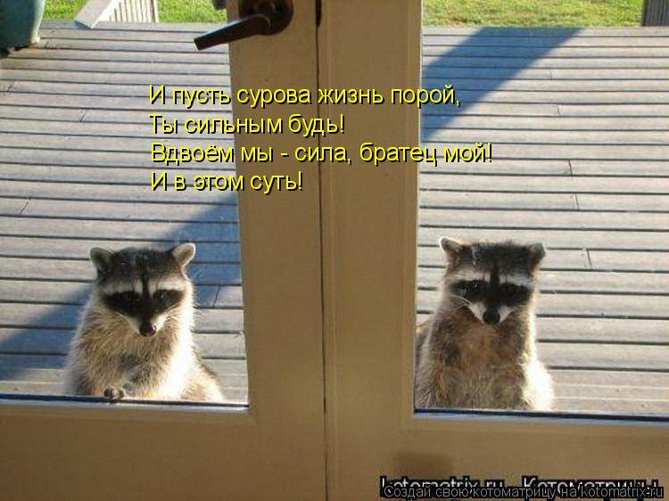 Котоматрица: И пусть сурова жизнь порой,  Ты сильным будь! Вдвоём мы - сила, братец мой! И в этом суть!