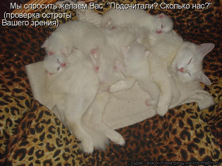 Котоматрица: Мы спросить желаем Вас: "Подсчитали? Сколько нас?" (проверка остроты Вашего зрения)