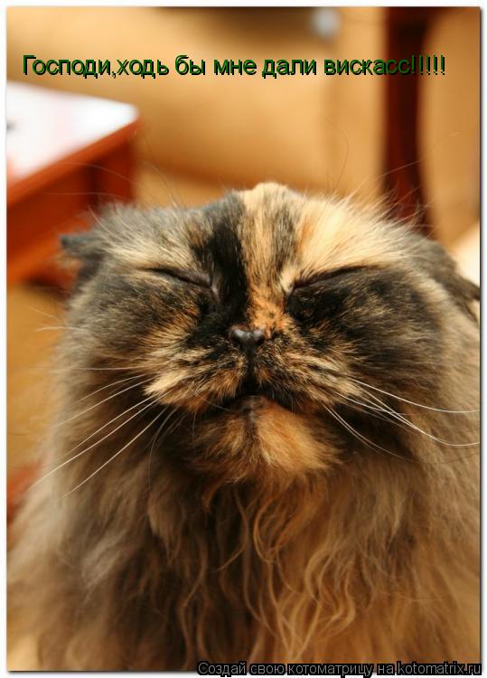 Котоматрица: Господи,ходь бы мне дали вискасс!!!!!