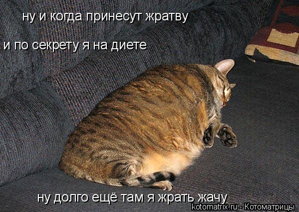 Котоматрица: ну и когда принесут жратву и по секрету я на диете ну долго ещё там я жрать жачу