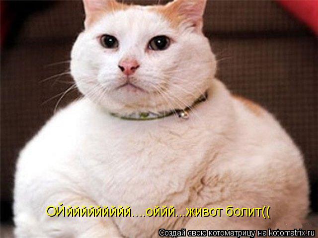 Котоматрица: ОЙййййййййй....оййй...живот болит((