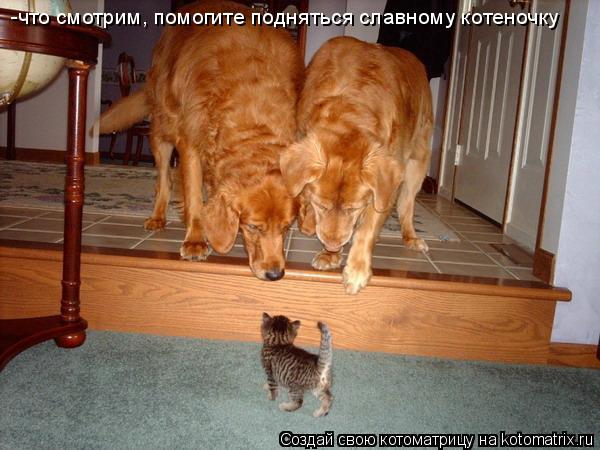 Котоматрица: -что смотрим, помогите подняться славному котеночку