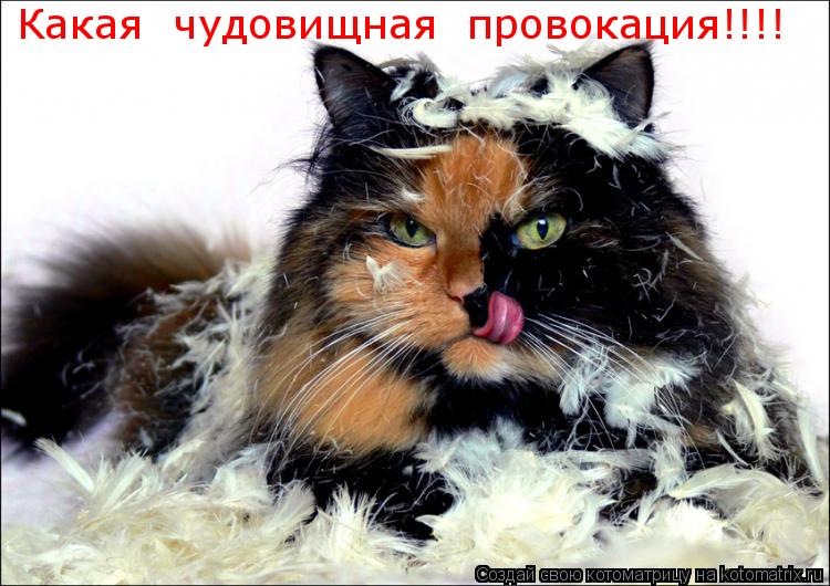 Котоматрица: Какая  чудовищная  провокация!!!!