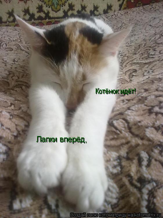 Котоматрица: Лапки вперёд, Котёнок идёт!
