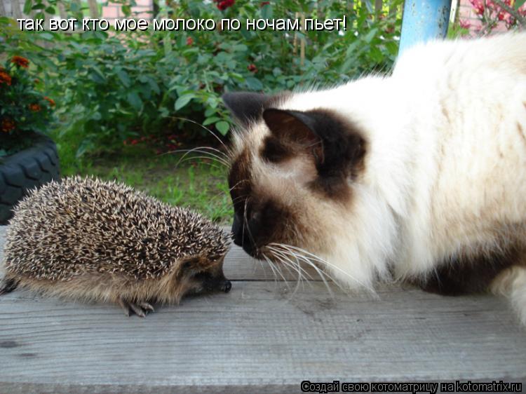 Котоматрица: так вот кто мое молоко по ночам пьет!