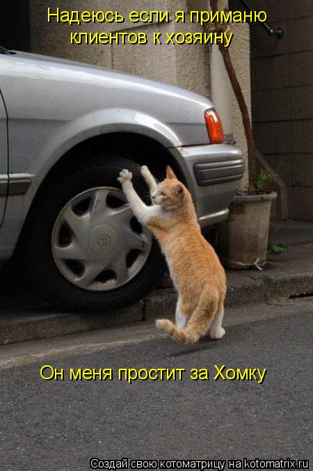 Котоматрица: Надеюсь если я приманю клиентов к хозяину Он меня за цветочки простит Он меня за цветочки простит Он меня простит за Хомку